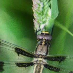 Meet your Posher, Alfredo